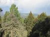 The Aspens